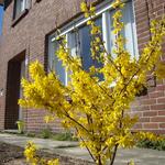 Forsythia x intermedia 'Spectabilis' - Chinees klokje - Forsythia x intermedia 'Spectabilis'