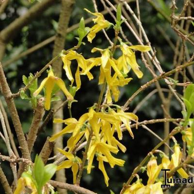 Forsythia x intermedia - Chinees klokje