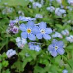 Bos-vergeet-mij-nietje - Myosotis sylvatica