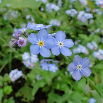 Myosotis sylvatica