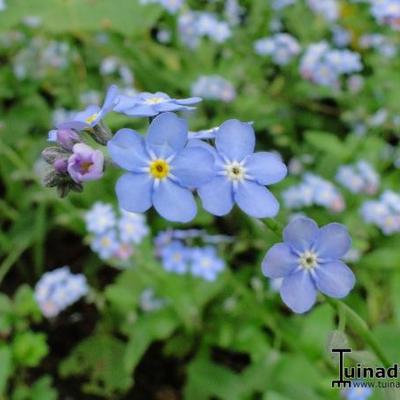 Myosotis sylvatica - Bos-vergeet-mij-nietje