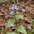 Brunnera macrophylla 'Jack Frost'