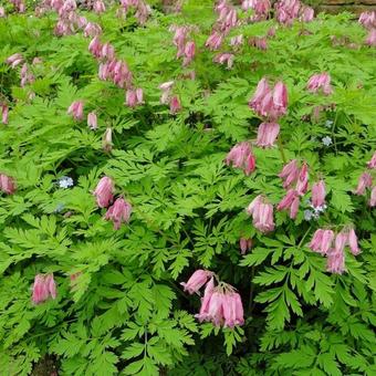 Dicentra formosa