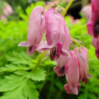 Dicentra formosa