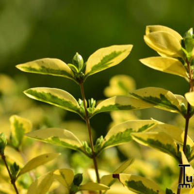 Ligustrum ovalifolium 'Aureum' - Geelbonte Liguster