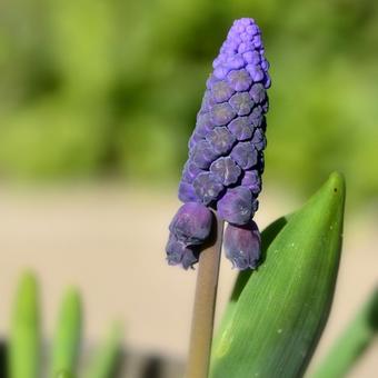 Muscari latifolium