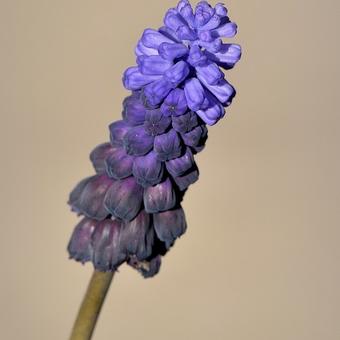 Muscari latifolium