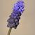 Muscari latifolium