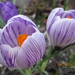 Crocus vernus ’Pickwick’ - Bonte krokus