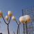 Edgeworthia chrysantha 'Grandiflora'