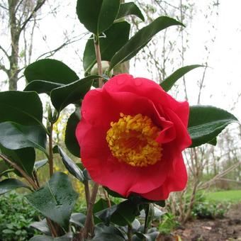 Camellia japonica 'R.L. Wheeler'