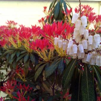 Pieris 'Forest Flame'