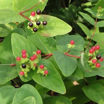 Hypericum x androsaemum