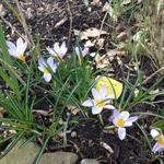 Crocus 'Firefly'  - Krokus