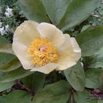 Paeonia mlokosewitschii - Pioen