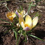 Crocus chrysantus 'Advance' - Krokus