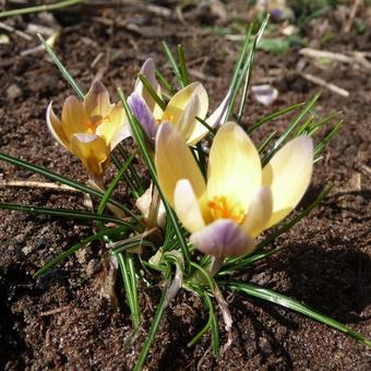 Crocus chrysantus 'Advance'