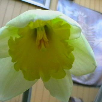 Narcissus 'Carlton'