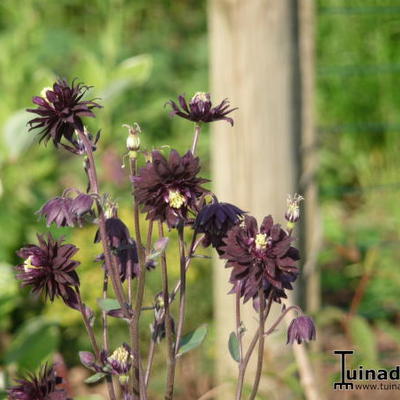 Akelei - Aquilegia vulgaris 'Black Barlow'