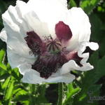 Papaver orientale 'Royal Wedding' - Papaver