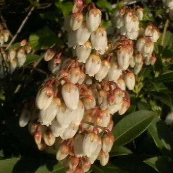 Pieris japonica 'Cupido'