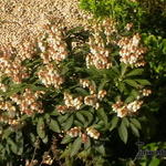 Pieris japonica 'Cupido' - Rotsheide