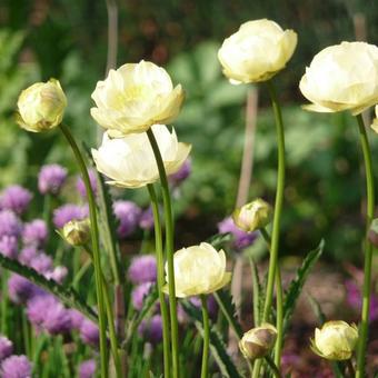 Trollius x cultorum 'Taleggio'