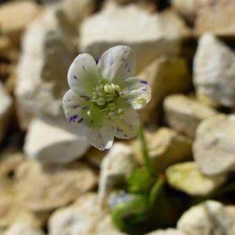 Hepatica nobilis 'Prickel'