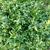 Buxus sempervirens 'Prostrata'