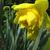 Narcissus 'Dick Wilden'