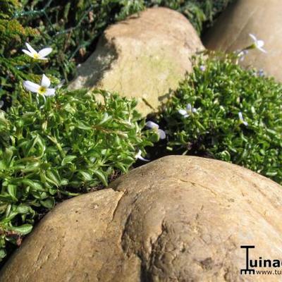 Porseleinsterretje - Houstonia caerulea 'Milliard's Variety'