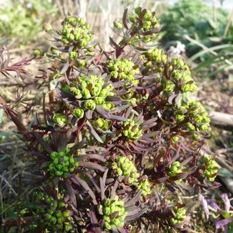 Euphorbia cyparissias 'Fens Ruby'