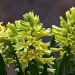 Hyacinthus orientalis 'City of Haarlem' - Hyacint