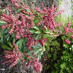 Pieris japonica 'Valley Valentine' - Rotsheide