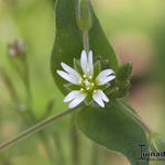 Cerastium fontanum subsp. vulgare - Gewone hoornbloem