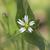 Cerastium fontanum subsp. vulgare