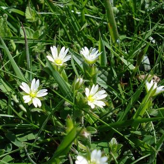 Cerastium fontanum subsp. vulgare