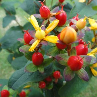 Hypericum x inodorum 'Elite Red Lion'