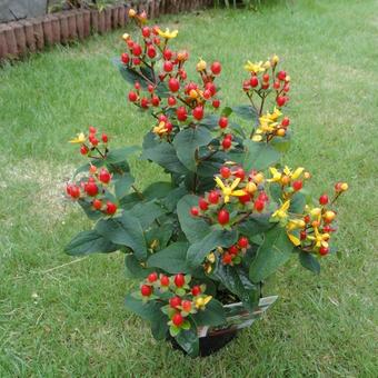 Hypericum x inodorum 'Elite Red Lion'