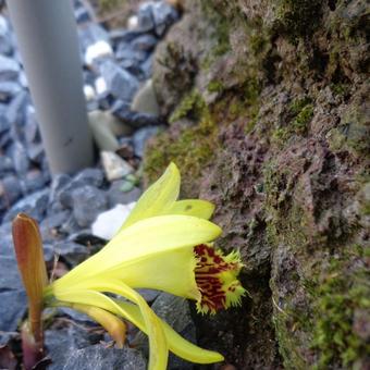 Pleione forrestii