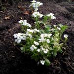 Arabis caucasica - Rijstebrij, scheefkelk, rijstebrijplant