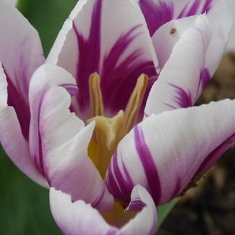 Tulipa 'Flaming Flag'