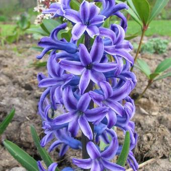 Hyacinthus