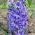 Hyacinthus