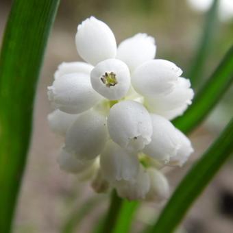 Muscari aucheri 'White Magic'