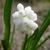 Muscari aucheri 'White Magic'