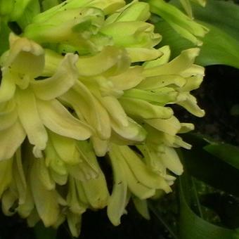 Hyacinthus orientalis 'City of Haarlem'