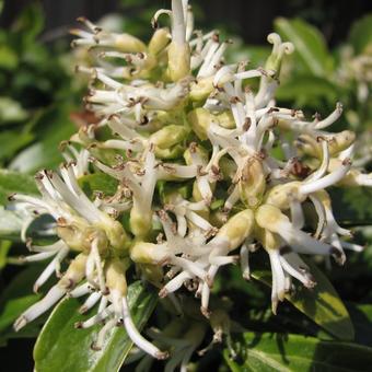 Pachysandra terminalis