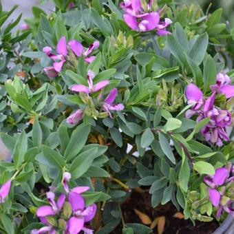 Polygala myrtifolia 'Bibi Pink