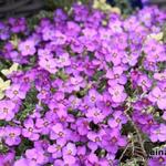 Aubrieta ‘Argenteovariegata’ - Blauwkussen